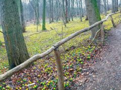 Winterlinge   Wanderung Im Jenaer Rautal 2020 00010